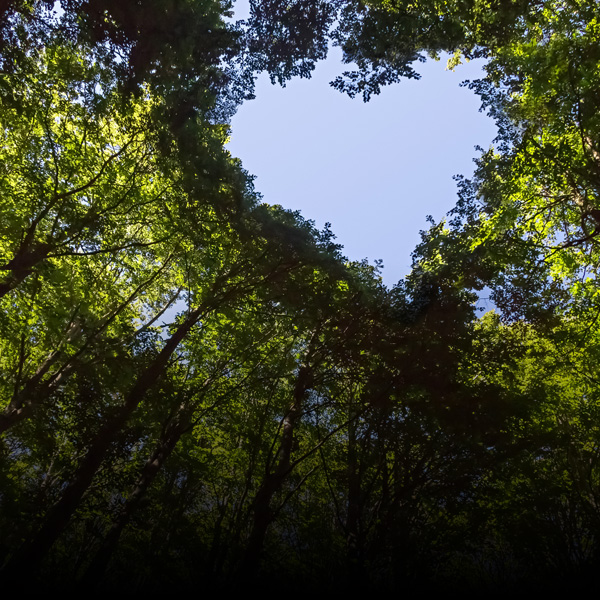 Trees
